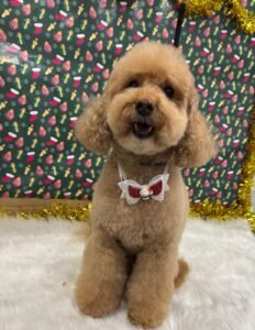 Caniche feliz tras sesi&oacute;n navide&ntilde;a en Animal Salut, peluquer&iacute;a canina en Barcelona