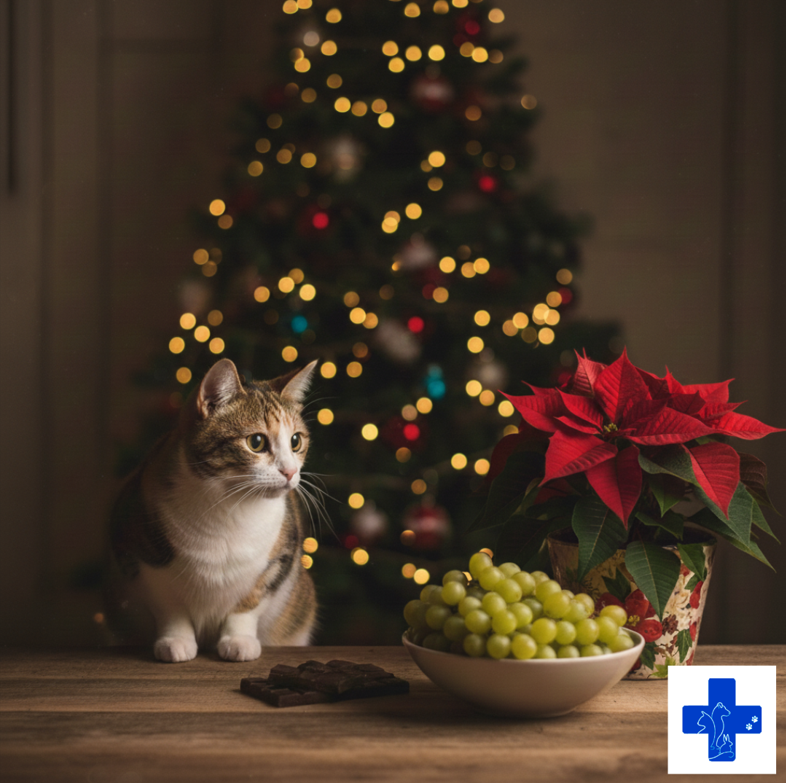 Gato junto a &aacute;rbol de Navidad, flor de Pascua, uvas y chocolate, todos elementos t&oacute;xicos para mascotas.