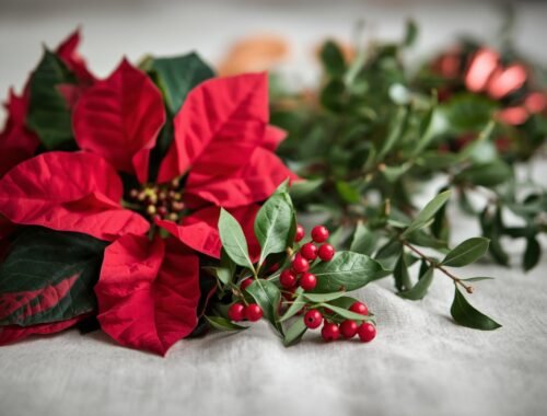 Plantas navide&ntilde;as como flor de Pascua y acebo, t&oacute;xicas para mascotas.