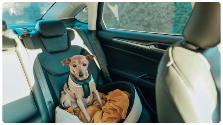 Perro peque&ntilde;o viajando en coche en el asiento trasero con arn&eacute;s y cama durante un trayecto