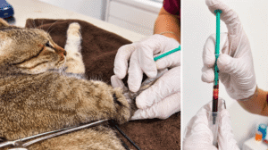Gato durante una extracci&oacute;n de sangre y preparaci&oacute;n de la muestra en Animal Salut