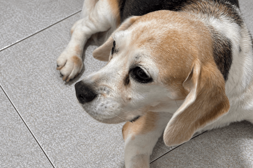 Beagle au centre vétérinaire Animal Salut