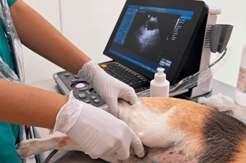 Vétérinaire réalisant une échographie abdominale sur un chien chez Animal Salut