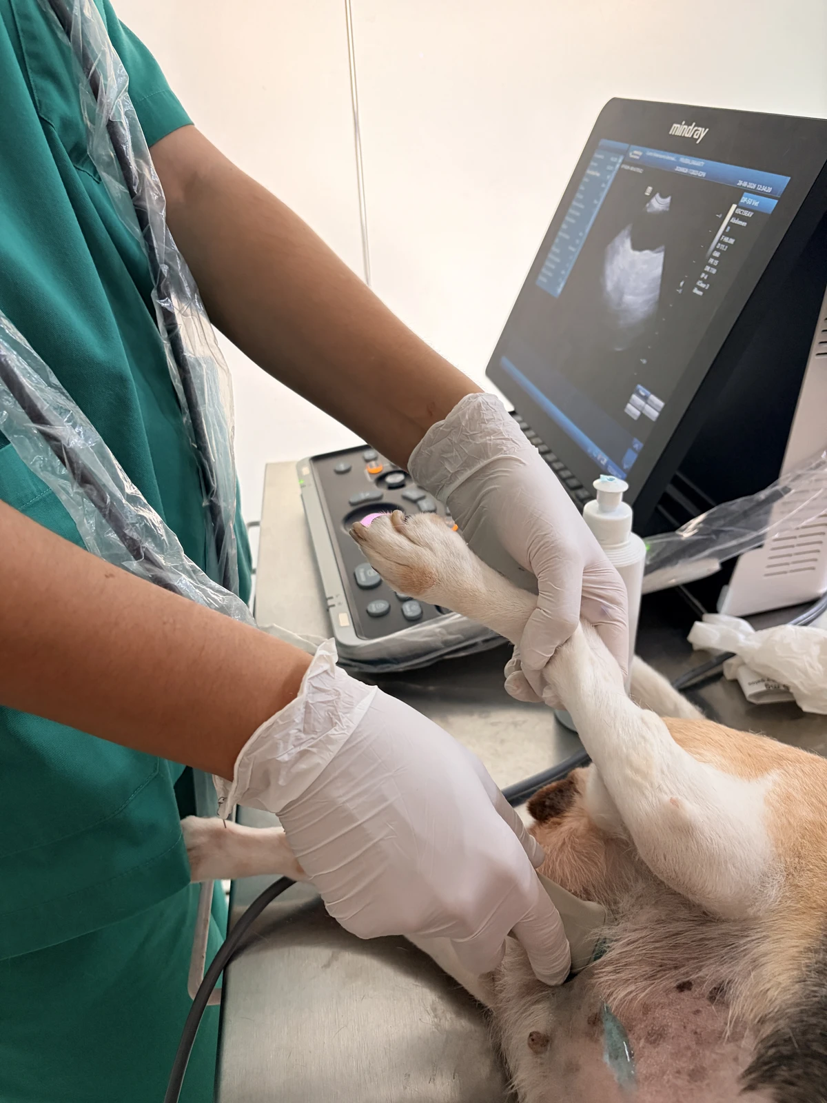 Utilisation de l&rsquo;&eacute;chographe d&rsquo;Animal Salut lors de l&rsquo;examen d&rsquo;un chien