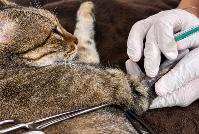 Prélèvement sanguin sur un chat lors d’une consultation chez Animal Salut
